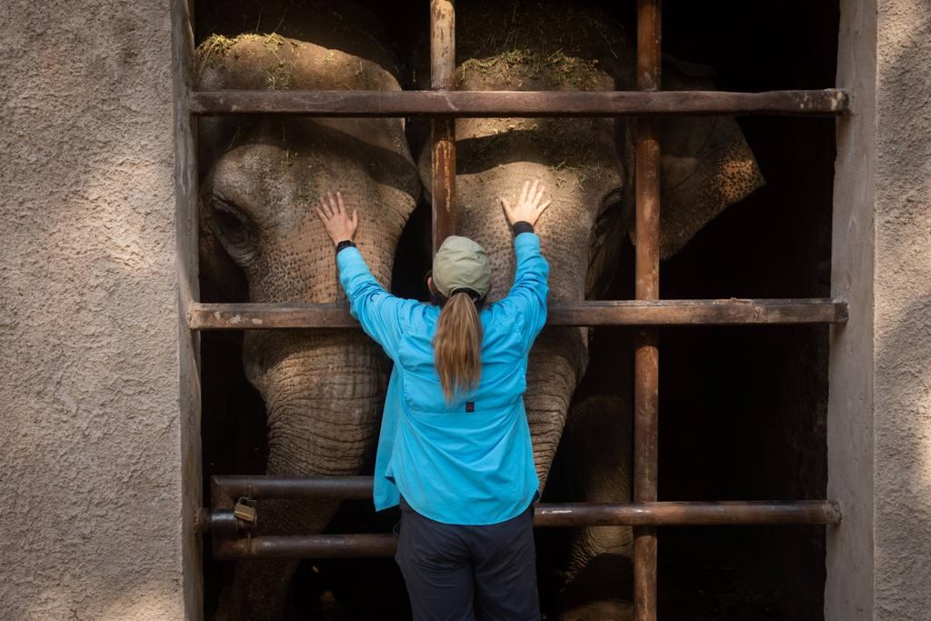 Dos elefantes más, dos tigres de bengala, camellos y ciervos: cómo siguen los traslados en el Ecoparque. Foto: Ignacio Blanco / Los Andes.