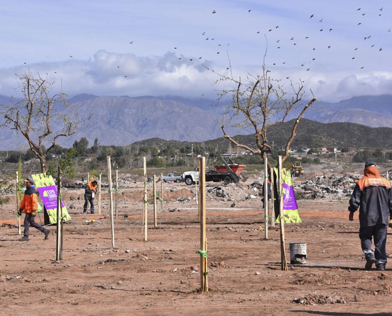 Plantación de árboles en el ex Pozo durante el proceso de cicatrización (Imagen de archivo).