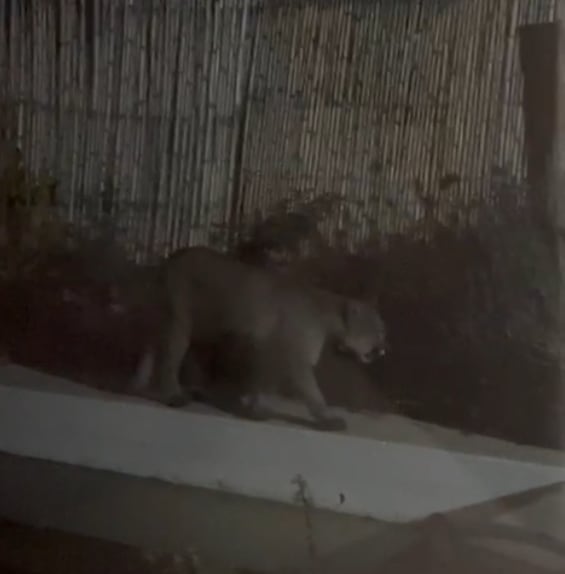 Sintió ruidos, se asomó y vio a un puma en el patio: aclaran que es algo común, qué hacer y qué no. Foto: Captura de Video