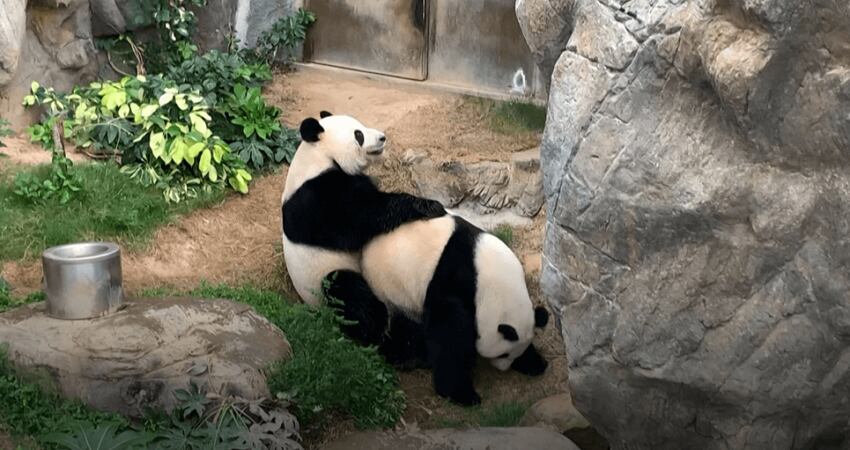 
    El par de pandas llevaba 10 diez años juntos y jamás habían tenido relaciones.
   