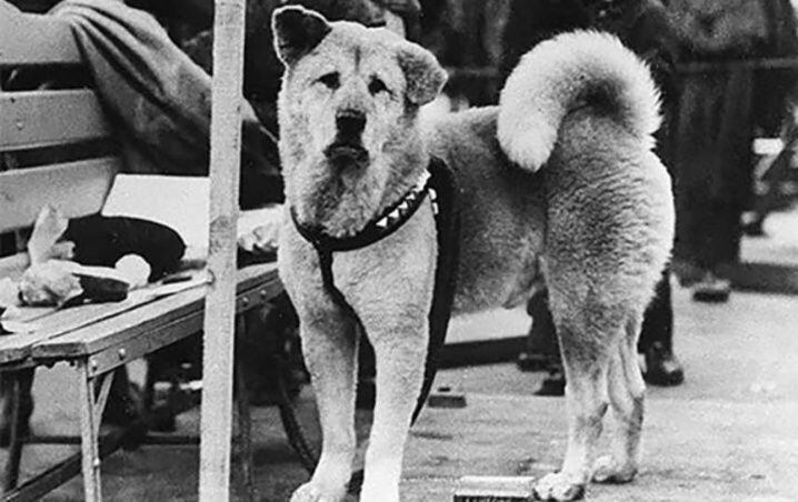 Las fotos reales de Hachiko, el perro que esperó más de 9 años el regreso de su amo muerto