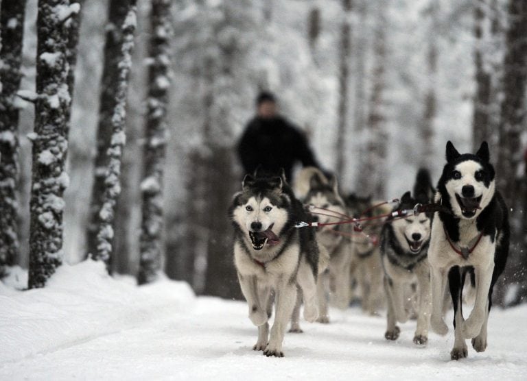 Huskies siberianos.