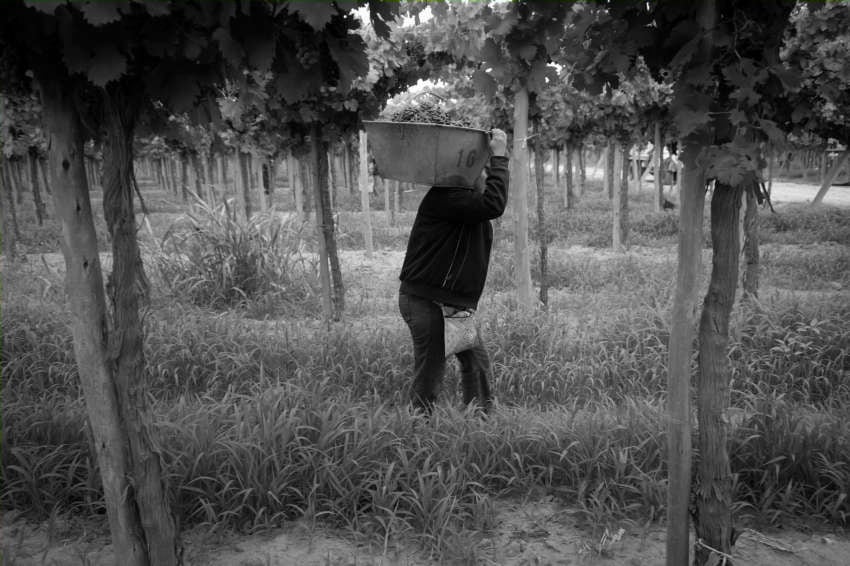 Vitivinicultura en el Este mendocino.