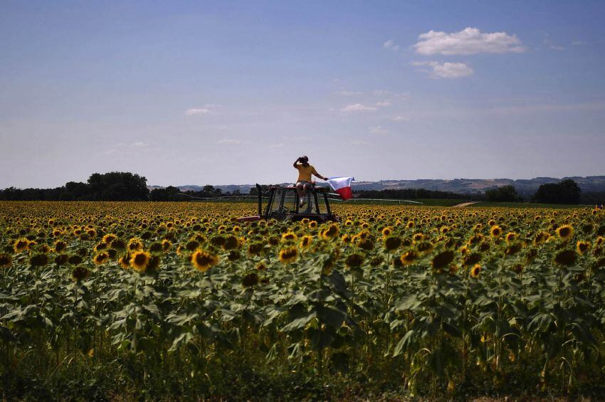 
Foto: AFP | Un fan espera a los ciclistas sentado en un tractor en un campo de girasoles.
   