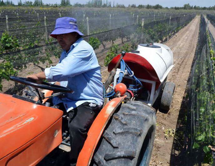 Polilla de la vid: por la falta de recursos, el productor deberá adquirir los insecticidas para realizar las aplicaciones. 