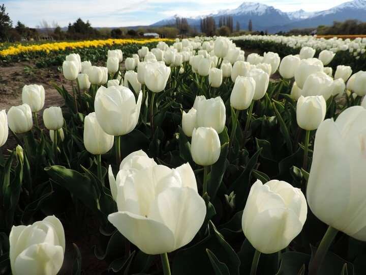 
Emprendimiento. El cultivo de estas flores comenzó hace 23 años. | Gentileza
   