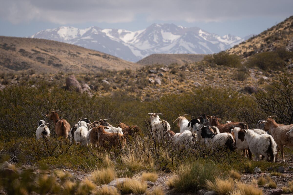 Puesto Arroyo Hondo, en San Carlos - Foto: Ignacio Blanco / Los Andes