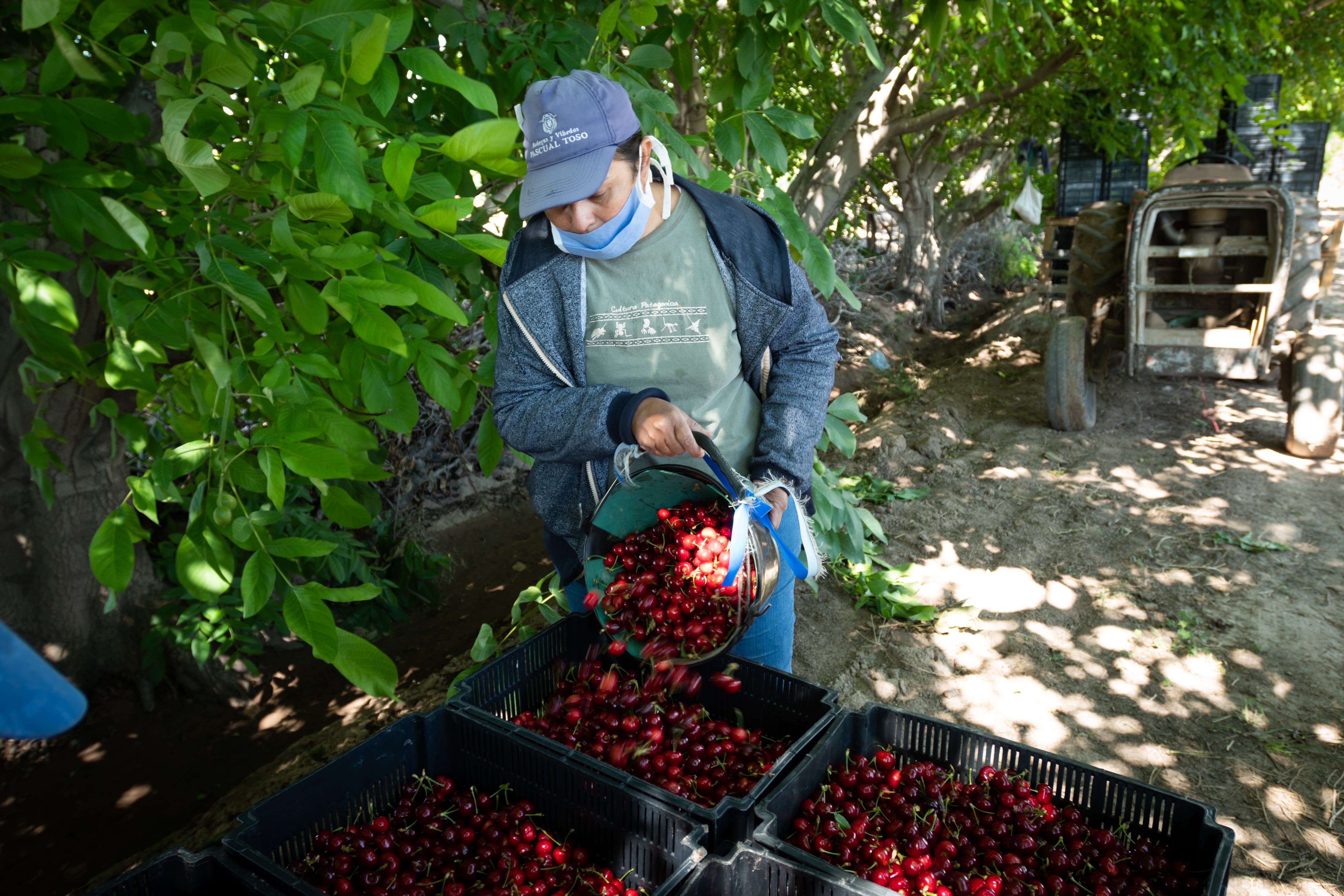 Mendoza cuenta con unas 750 hectáreas cultivadas con cereza, aproximadamente.