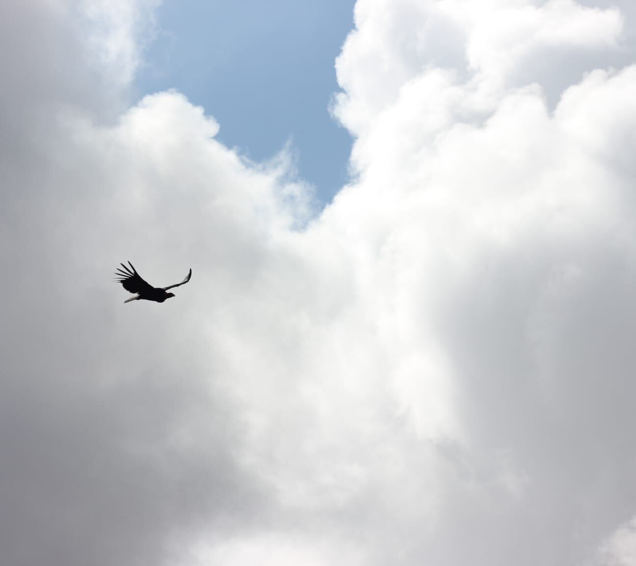 Majestuoso: fotos y videos de más de 100 cóndores juntos en Tupungato volando a baja altura. Foto: Gentileza Eduardo Furlán (SOS Acción Salvaje)