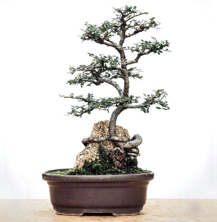 
    Un bonsai no es un árbol chiquito. Es una oportunidad para conocer el comportamiento de la naturaleza.
   