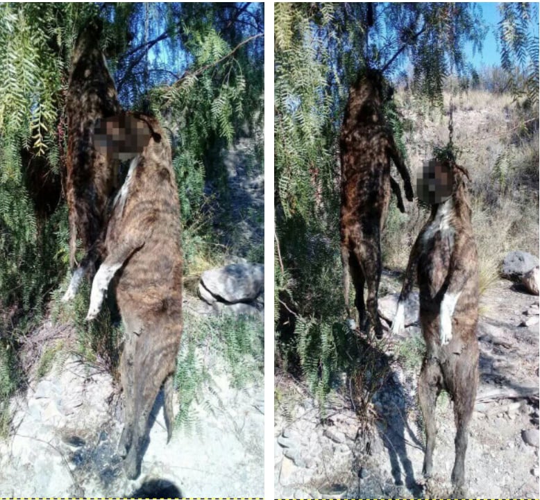 
Más imágenes de los animales.  | Facebook / Mendocinos en Alerta
   