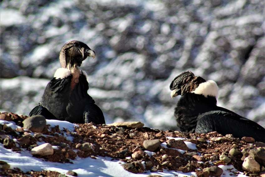 
Cóndores, los inquilinos eternos de los Andes mendocinos. | Gentileza: Guardaparques de la Dirección de Recursos Naturales y Renovables de Mendoza.
   