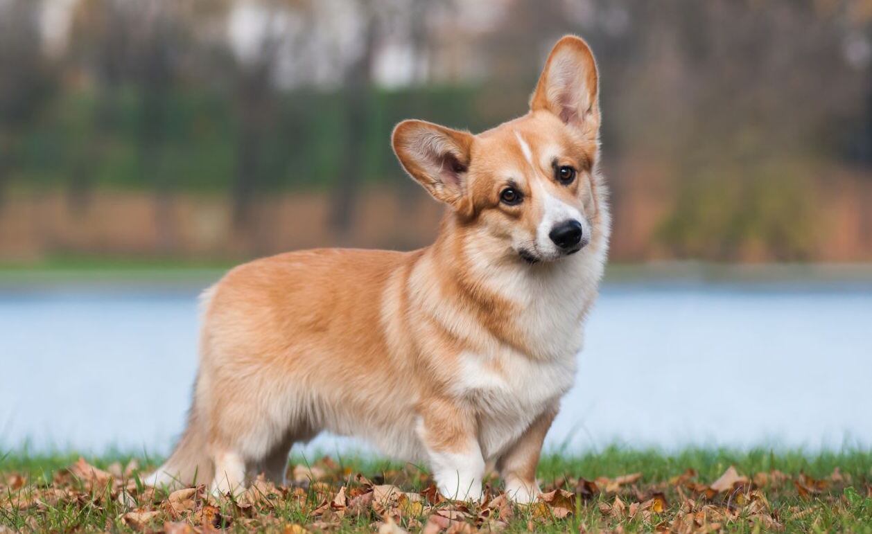 Corgis, los perros de la reina que son furor, casi ni se crían en Argentina y cuestan hasta 4.000 dólares. Foto: Imagen ilustrativa.