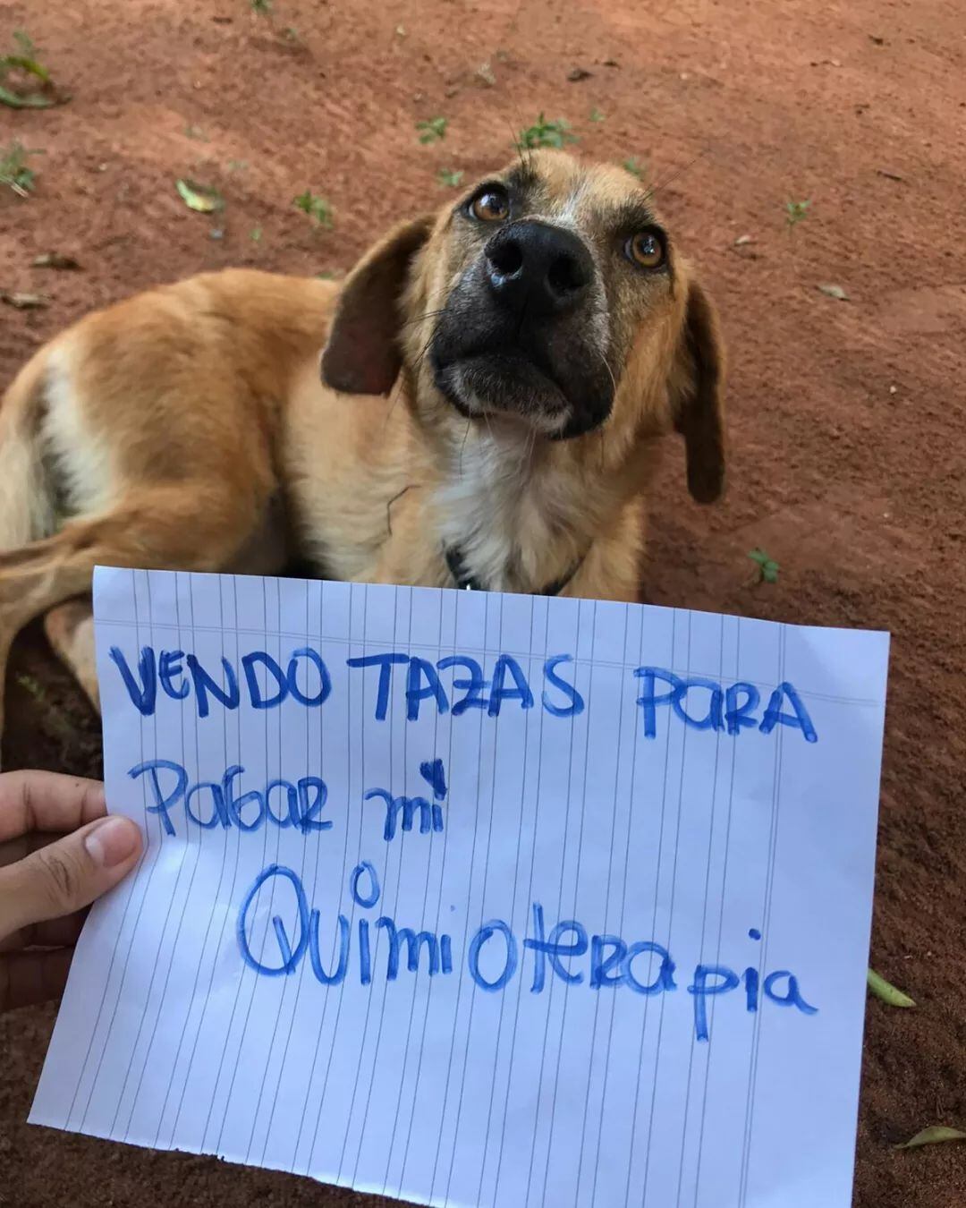 Buscan juntar fondos para pagar el tratamiento por leucemia para una perrita. Facebook.