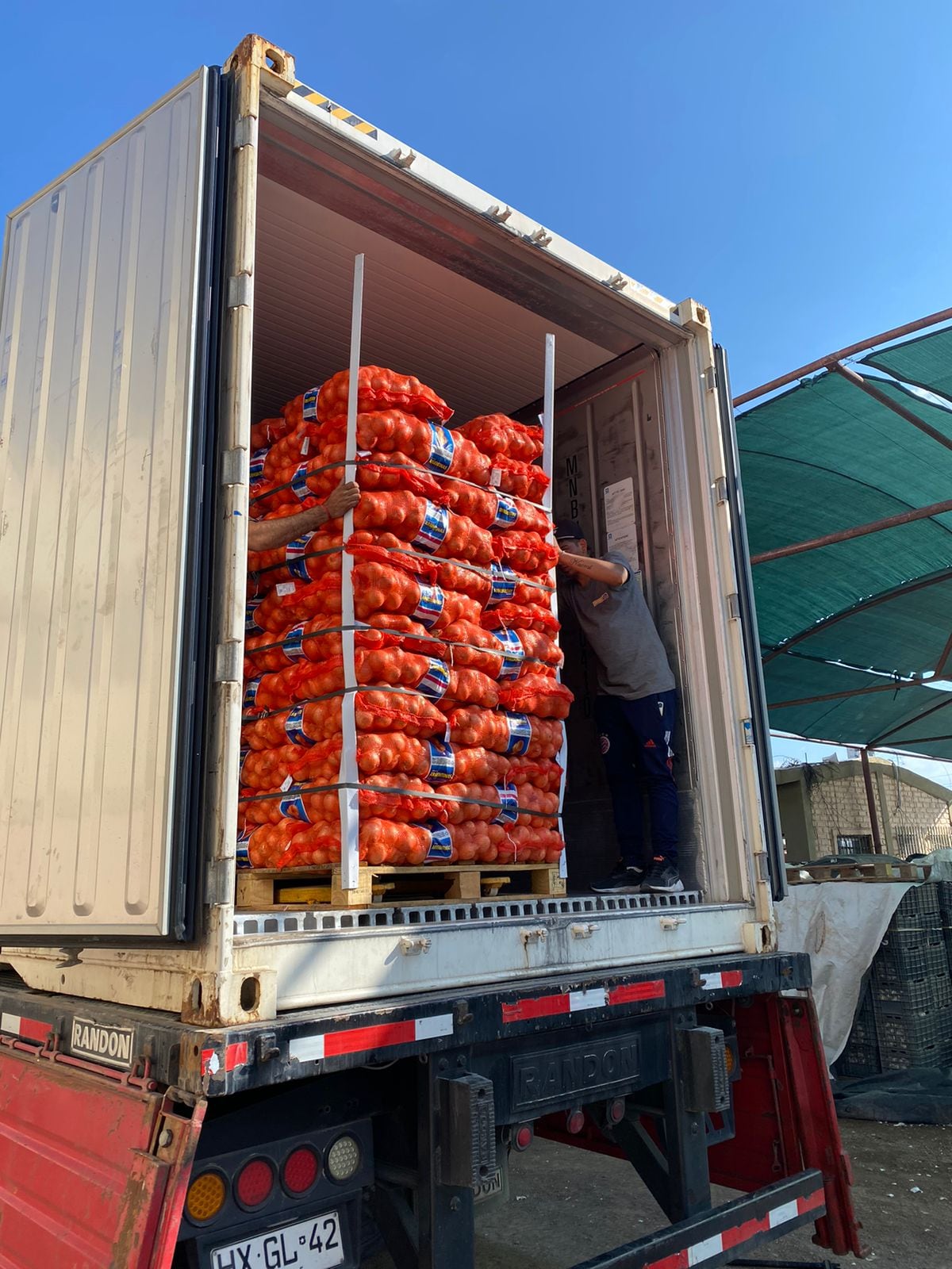 Cultivo de cebolla dulce en Mendoza. Fotos: Gentileza Agrícola Markalén