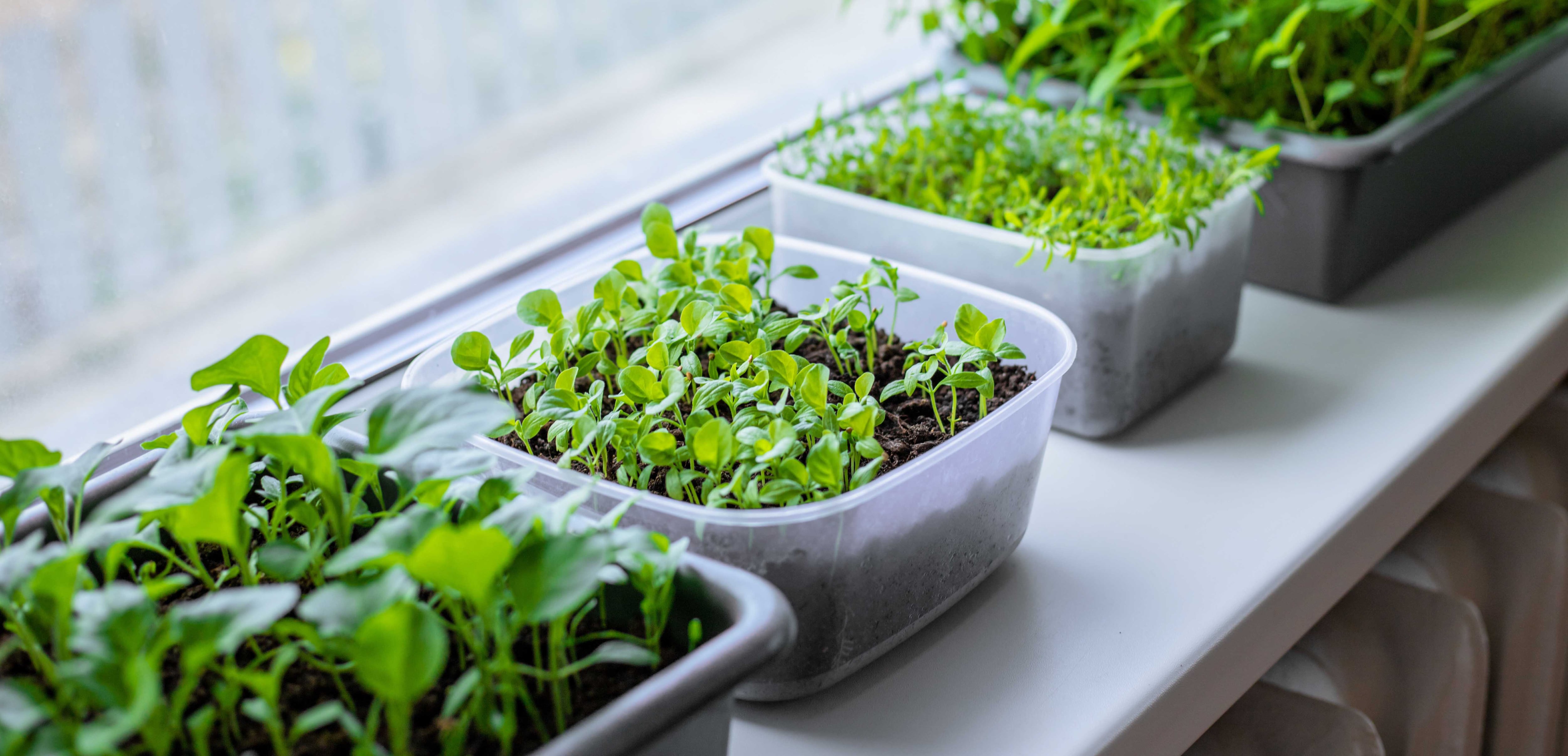 Si tenés un lugar a resguardo del frío y con buena luz, ya podés sembrar pimientos y tomates, utilizando tuppers viejos o los tubitos que quedan del papel higiénico.