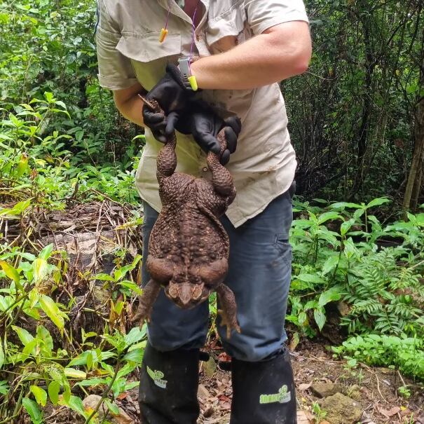 "Toadzilla" tiene el doble de tamaño que el sapo de caña medio. Foto: Gentileza