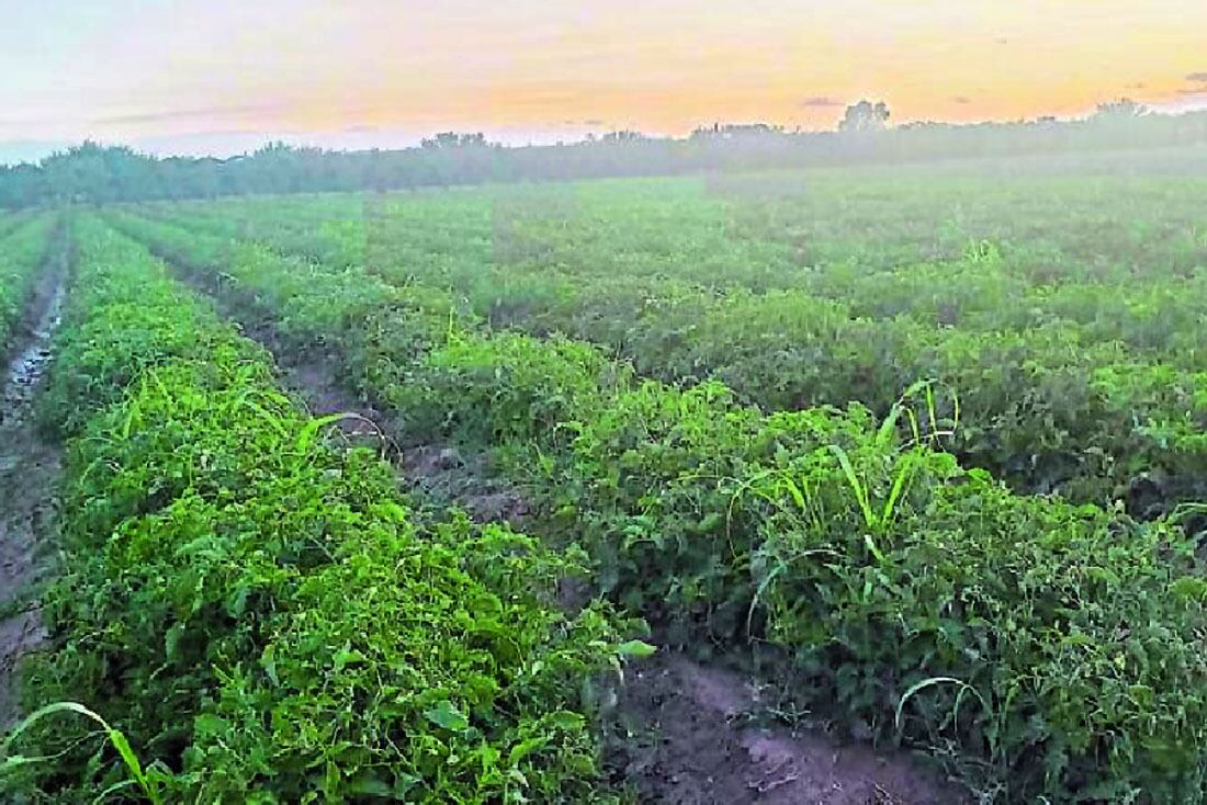 Tomate para industria