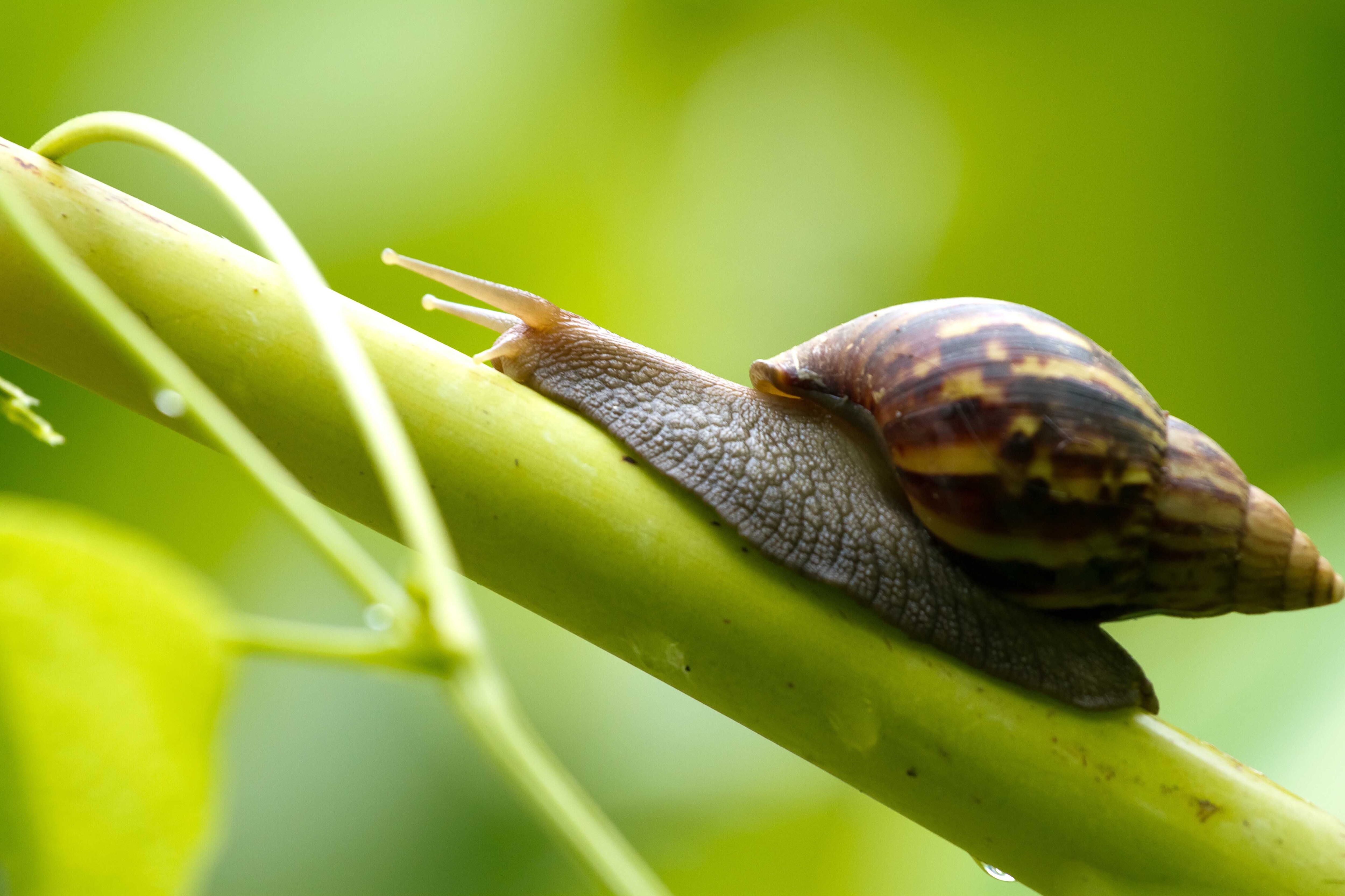 Podemos combatir caracoles colocando en el jardín latitas viejas de paté, vacías, con cerveza en su interior: el olor a lúpulo los atrae y mueren embriagados.
