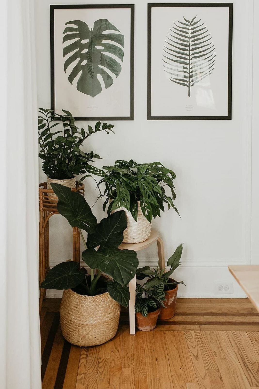 Plantas como decoración