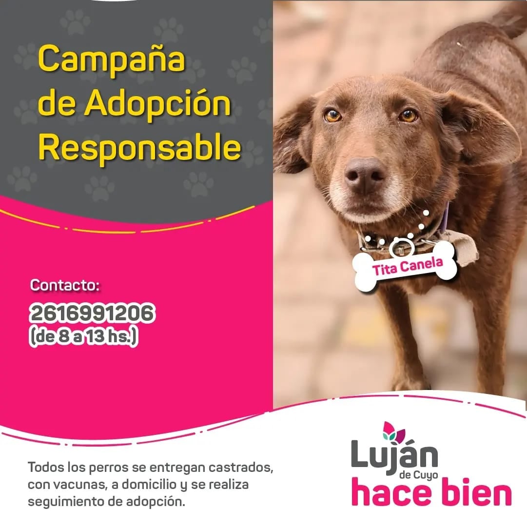 La original campaña en redes con que Luján busca dar en adopción a 9 perritos rescatados de situaciones traumáticas. Foto: Facebook Municipalidad Luján de Cuyo