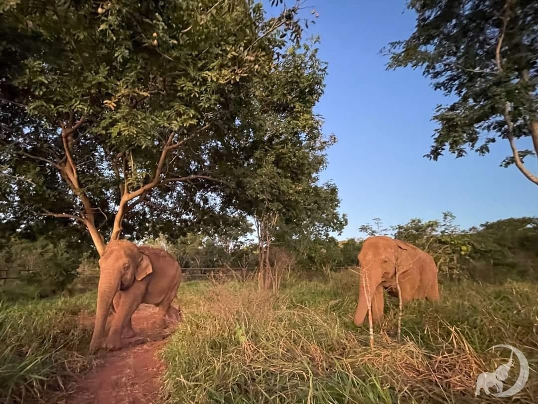 Pocha y Guillermina, compartiendo tiempo juntas en el Santuario de Brasil. / Foto: Facebook Global Sactuary for Elephants.