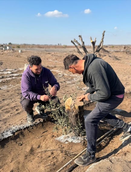 La Guardería, un proyecto de rescate de olivos antiguos, que pronto podrá ser visitado. Fotos: Gentileza