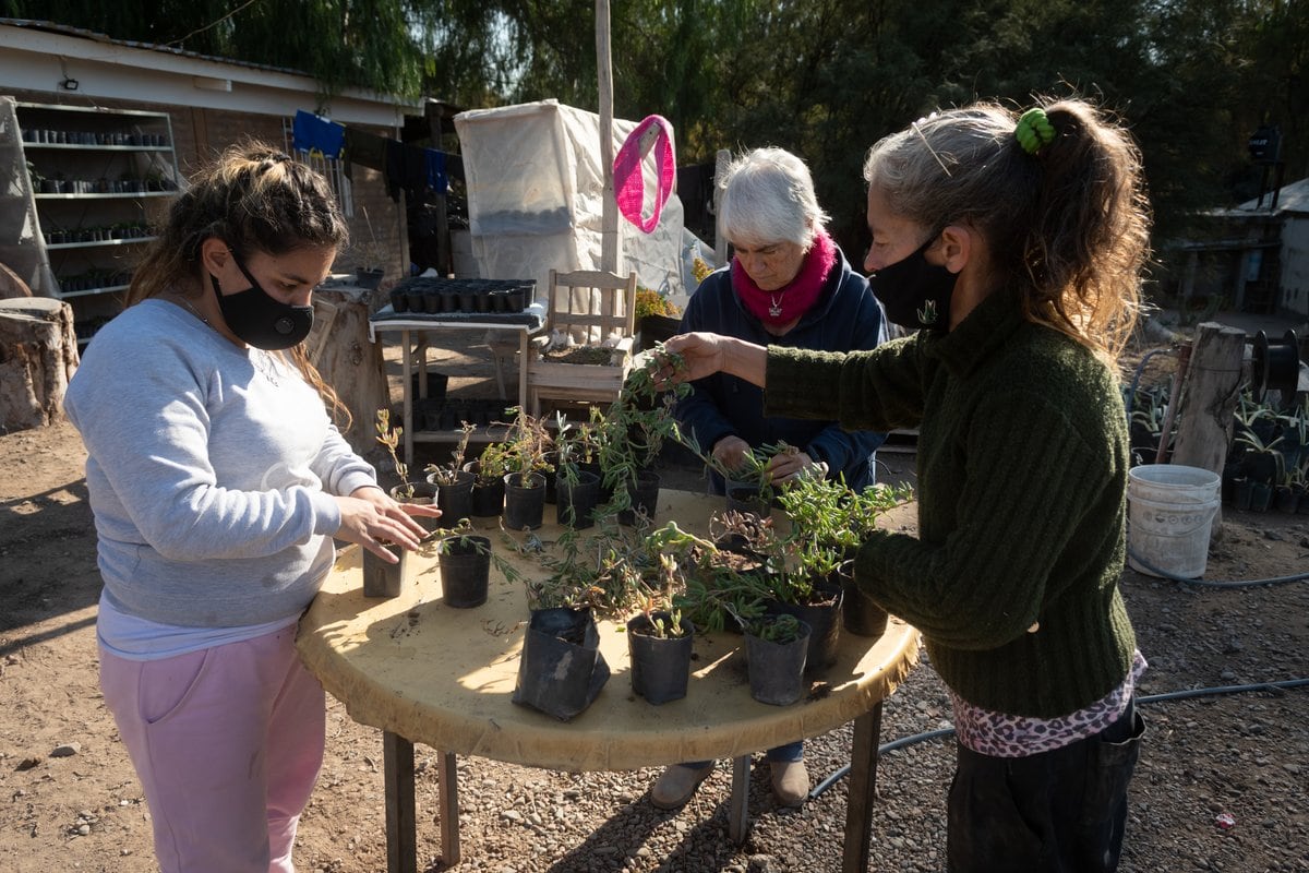 La Asociación Gestión Nativa es llevada adelante por mujeres en la cual producen plantas nativas para restaurar el ecosistema afectado.