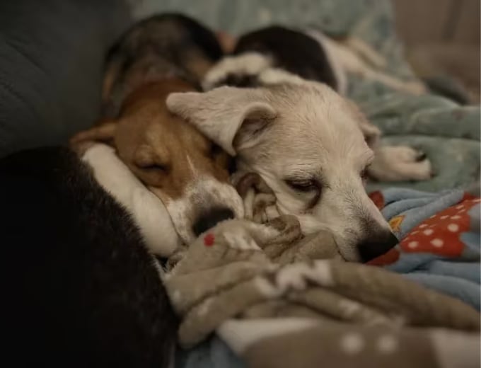 La American Society for the Prevention of Cruelty to Animals informó que cerca de 6.3 millones de animales son albergados cada año en las instalaciones de refugios animales de todo el país. Foto: ACSPCA