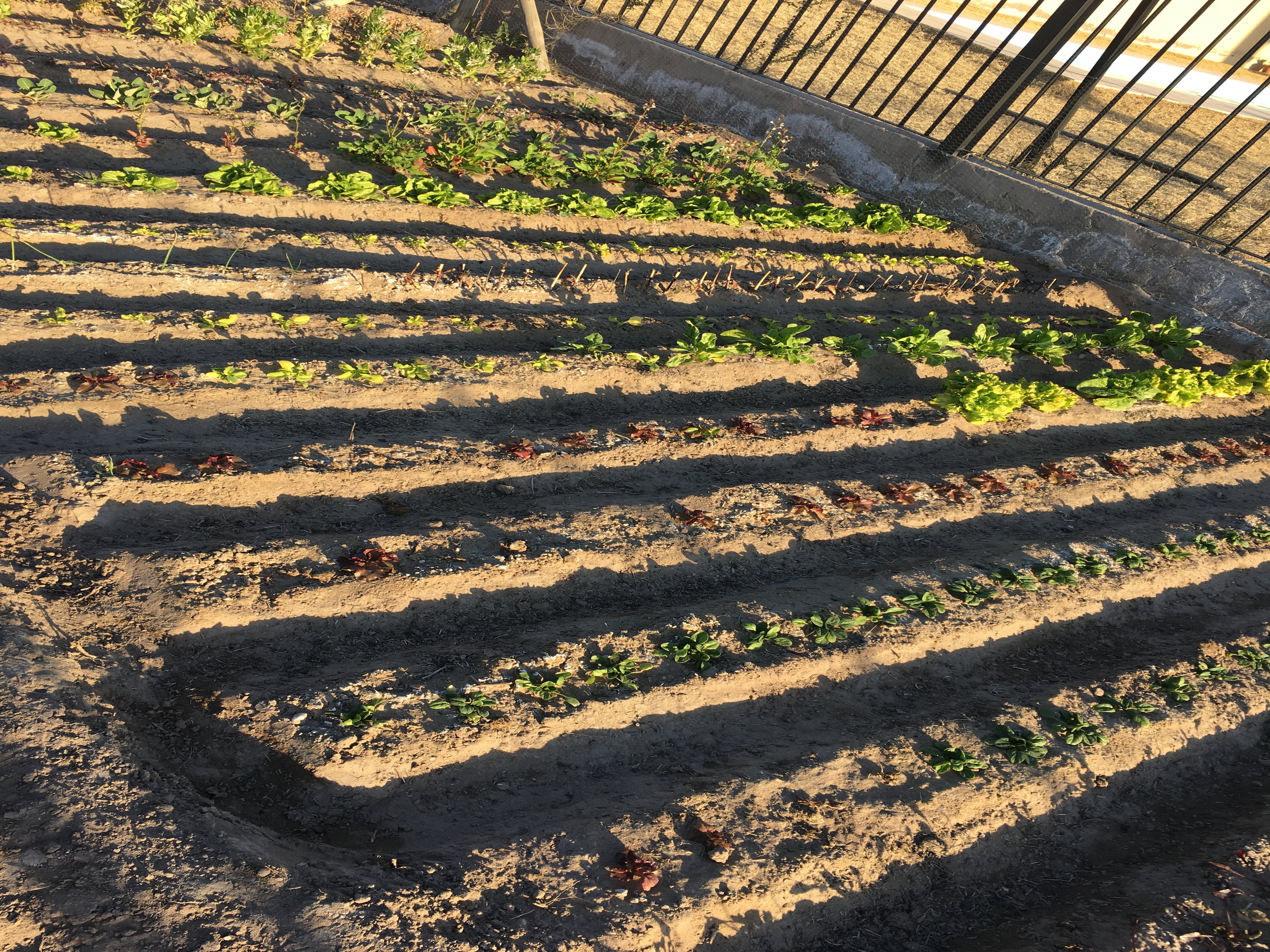 Eduardo aconseja empezar cultivando verduras sencillas, como lechuga, pimiento, berenjena y plantas aromáticas.