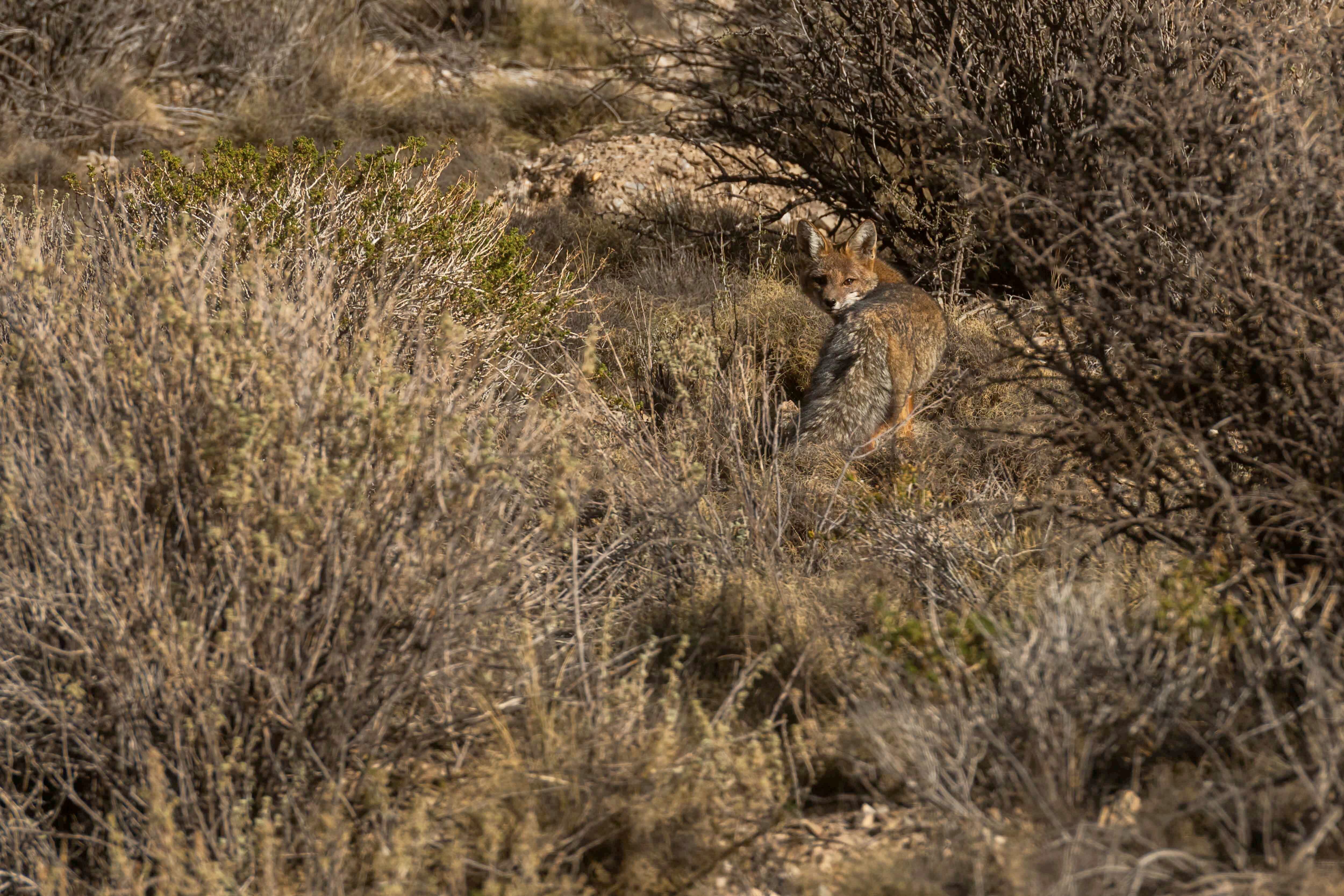 Mendoza 10 de junio de 2020 Sociedad, Reserva Natural Villavicencio
El cuerpo de Guardaparques de la Reserva Natural Villavicencio realiza un atrabajo de conservacion y prevencion de la caceria ilegal. Gracias a este trabajo se comenzo a recuperar la poblacion de las destintas especies que habitan la montana mendocina.    
Zorro Colorado
 
Foto: Ignacio Blanco / Los Andes
Zorro