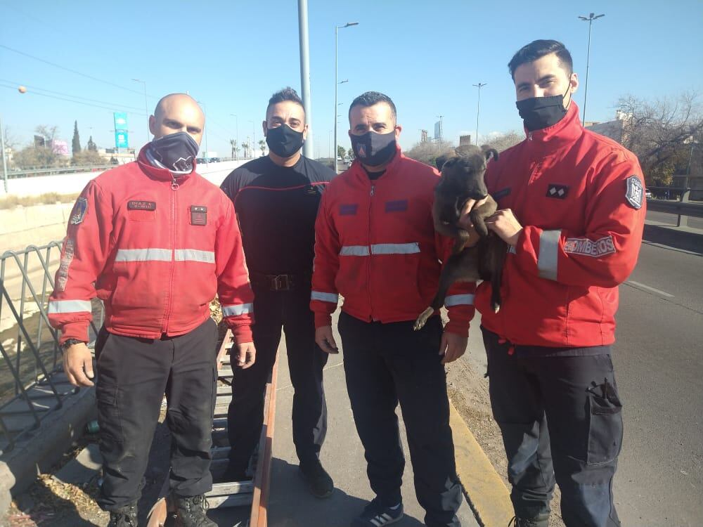 Miembros del Cuartel Central de Ciudad se hicieron presente en el Cacique Guaymallén para rescatar a un perrito callejeros.