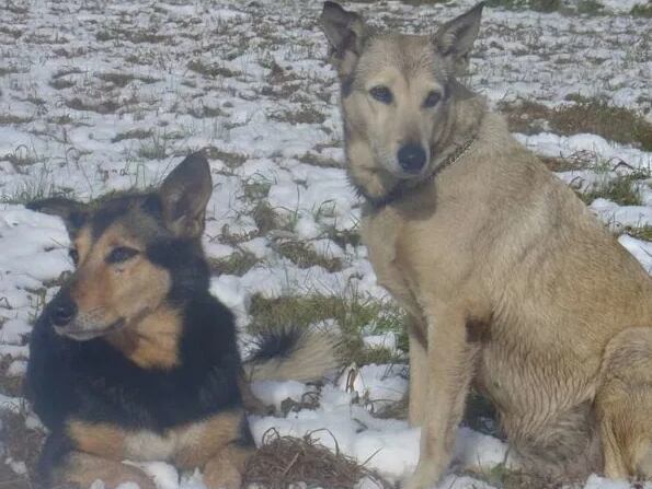 Betún y Fatiga, los perros más famosos de la TV argentina.