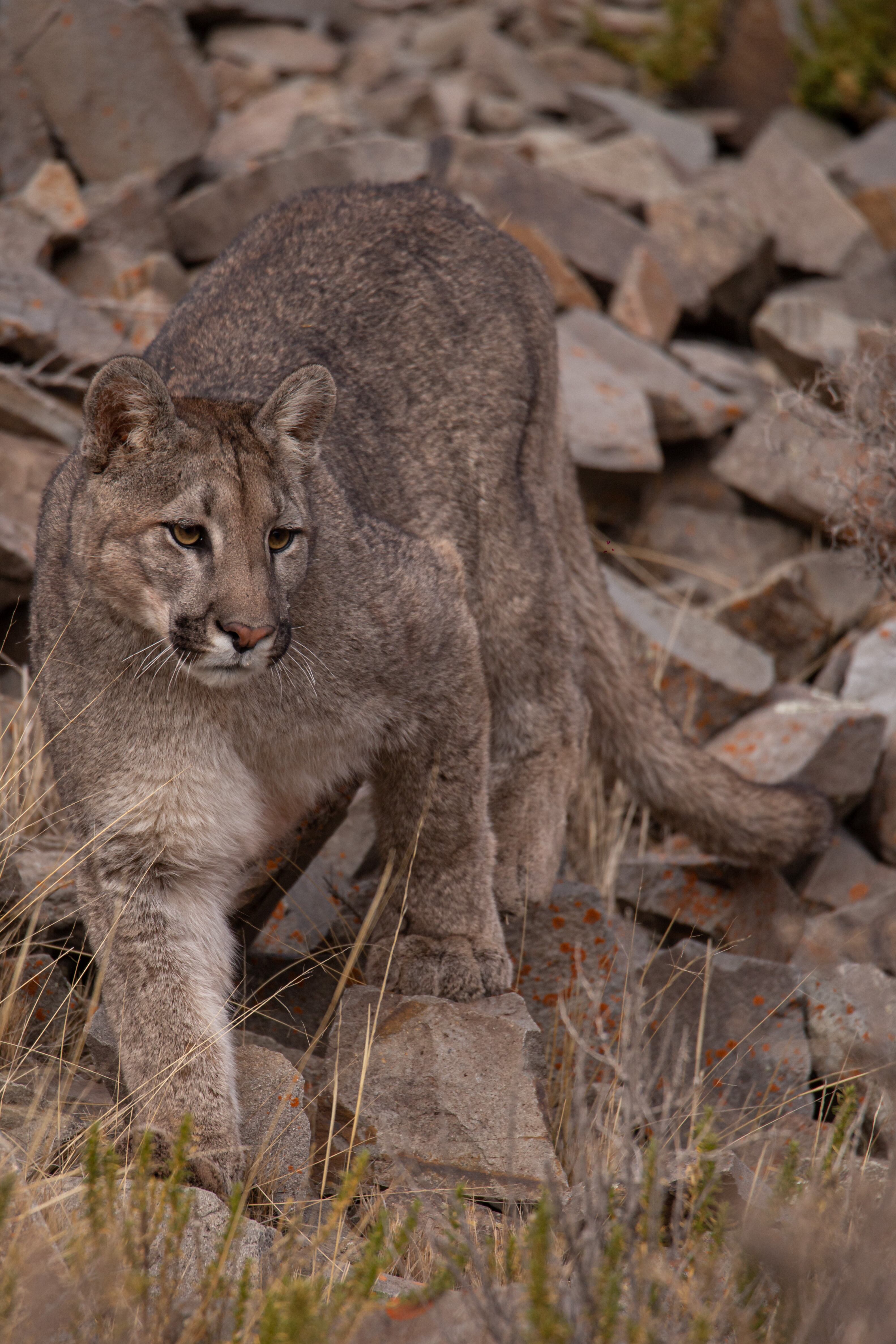 Sintió ruidos, se asomó y vio a un puma en el patio: aclaran que es algo común, qué hacer y qué no. Foto: Imagen ilustrativa (Gentileza Martín Pérez @cuyo.birding.3)