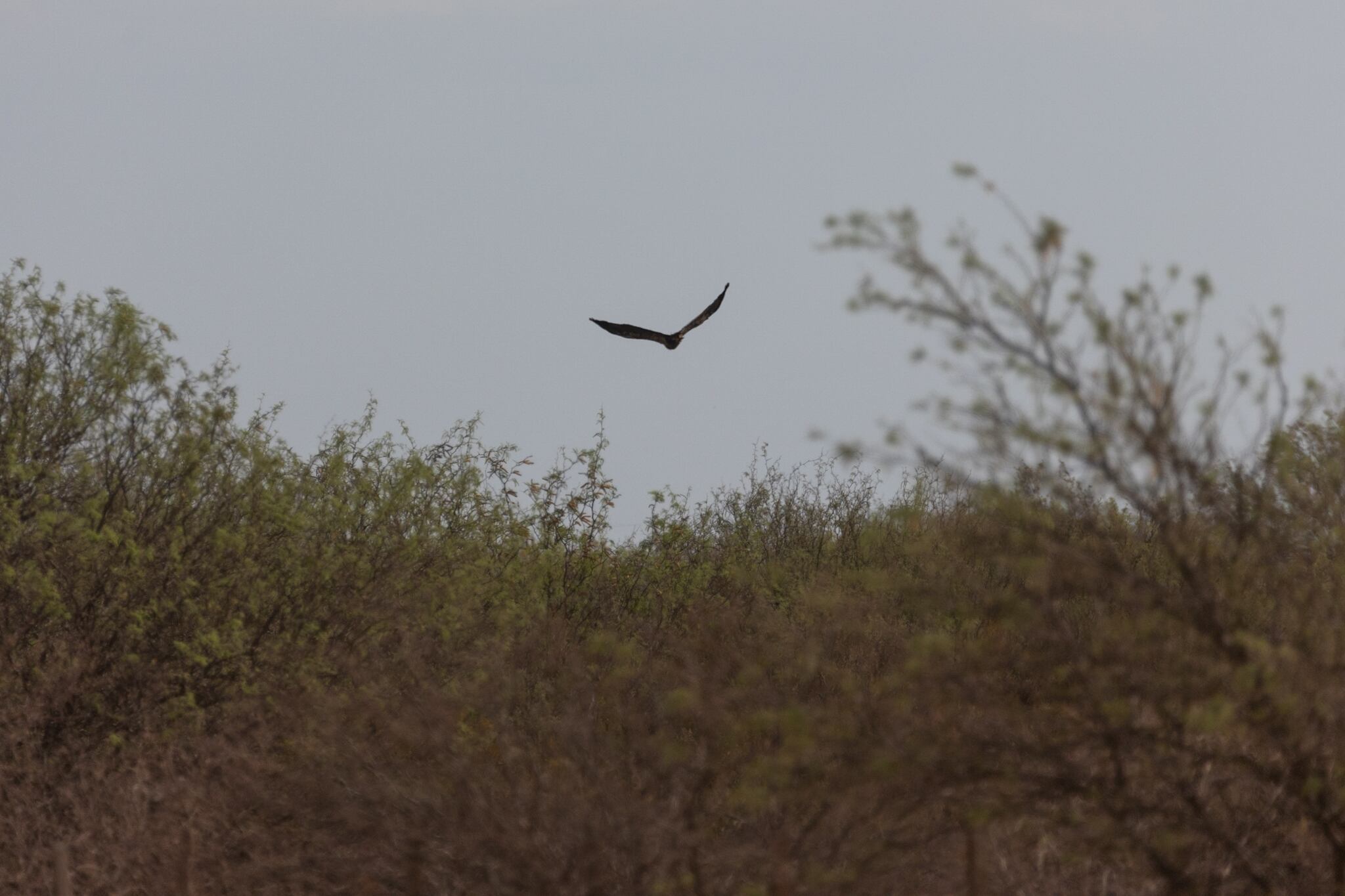 Fotos y video: así fue la emotiva liberación del águila rescatada al borde de la muerte hace un año. Foto: Gentileza Dirección de Recursos Naturales Renovables de Mendoza.