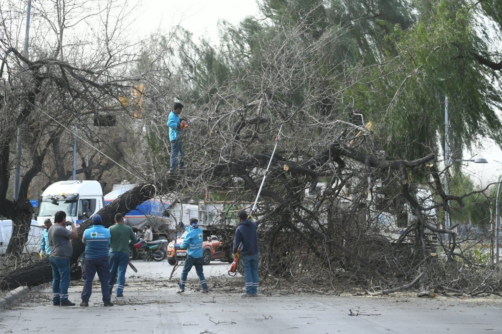 Fuertes ráfagas de vientos en el Gran Mendoza provocaron la caída de árboles en Costanera y Buenos Aires de Ciudad