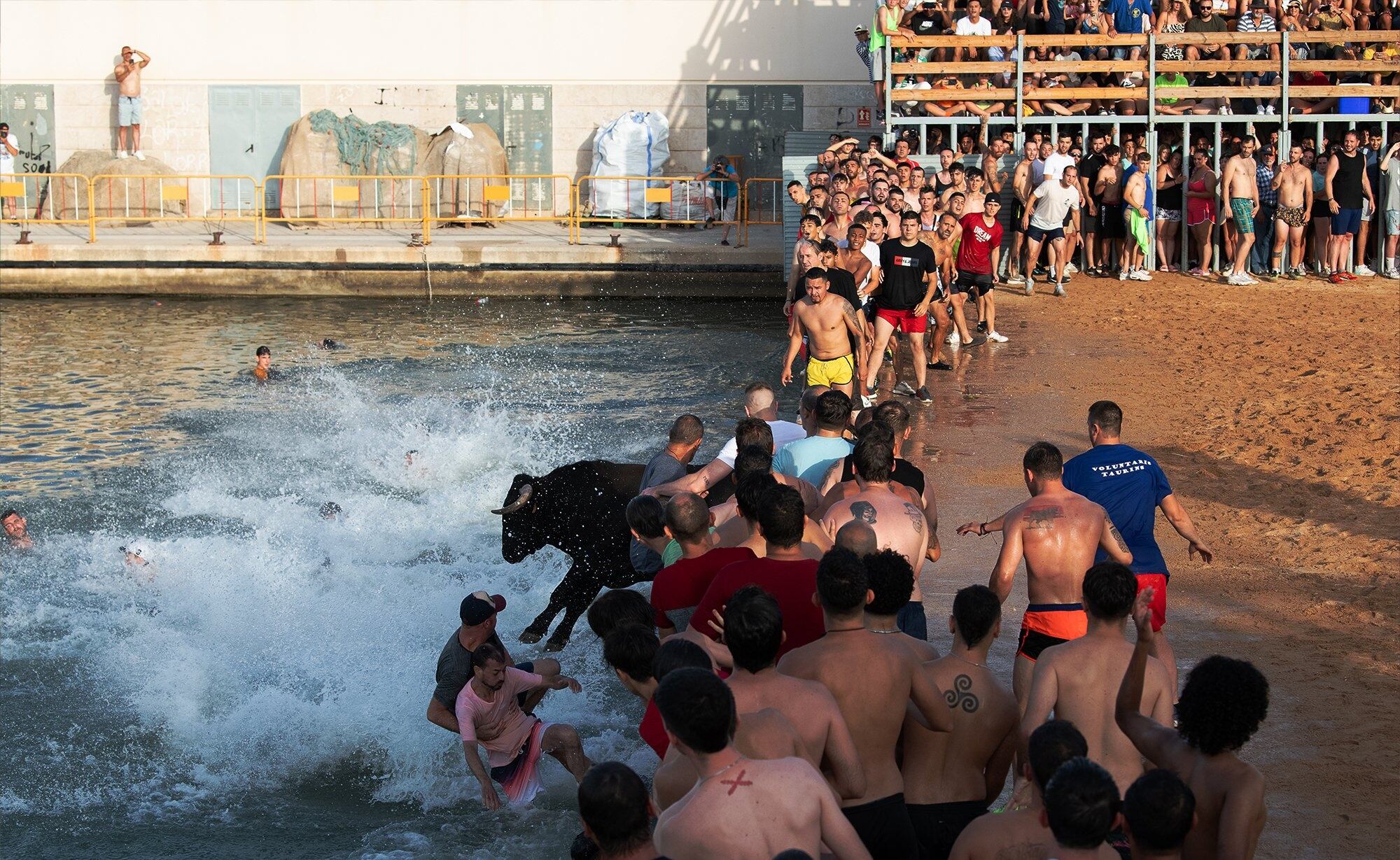 Indignación por la muerte de un toro en los festejos de Bous a la mar en España. Foto: Twitter / @alertamundial2.