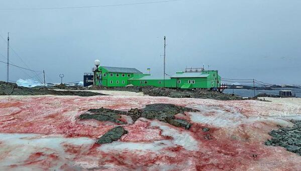 Nieve rosa en la Antártida