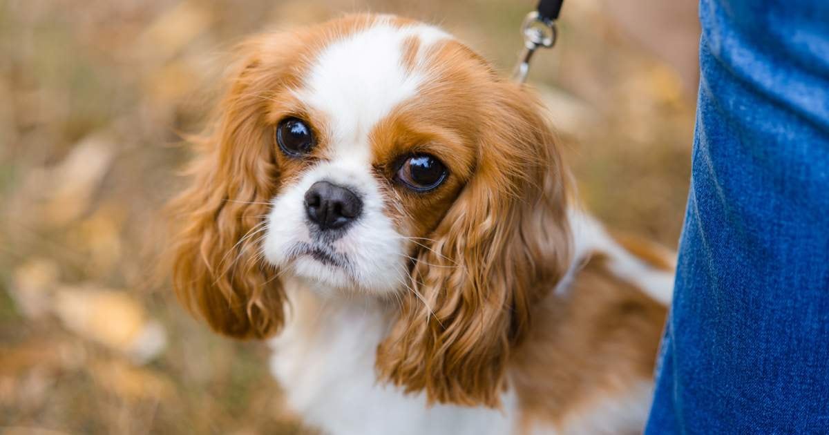 Cavalier King Charles Spaniel