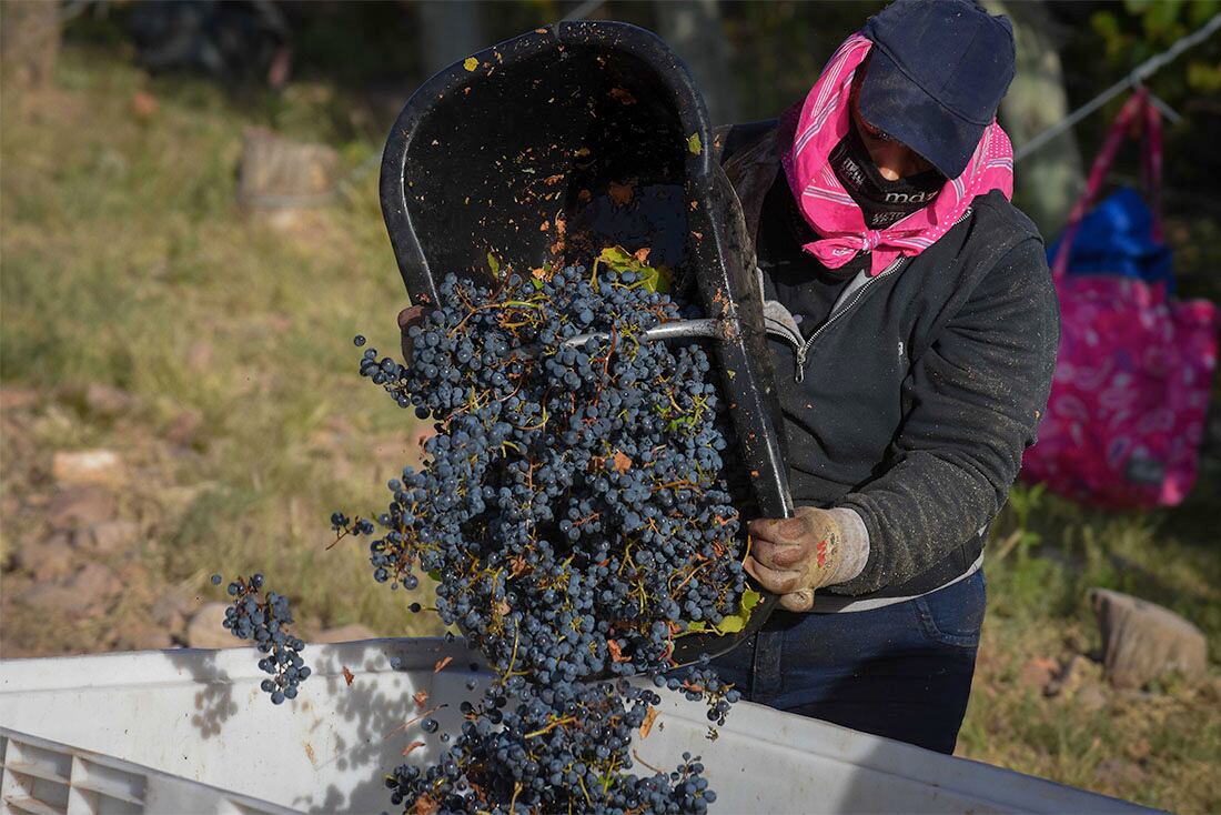 Cosecha de Malbec en Finca Argento en Alto Agrelo  