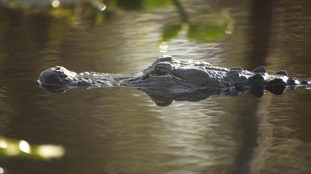 Los caimanes en Disney son una amenaza para los turistas.