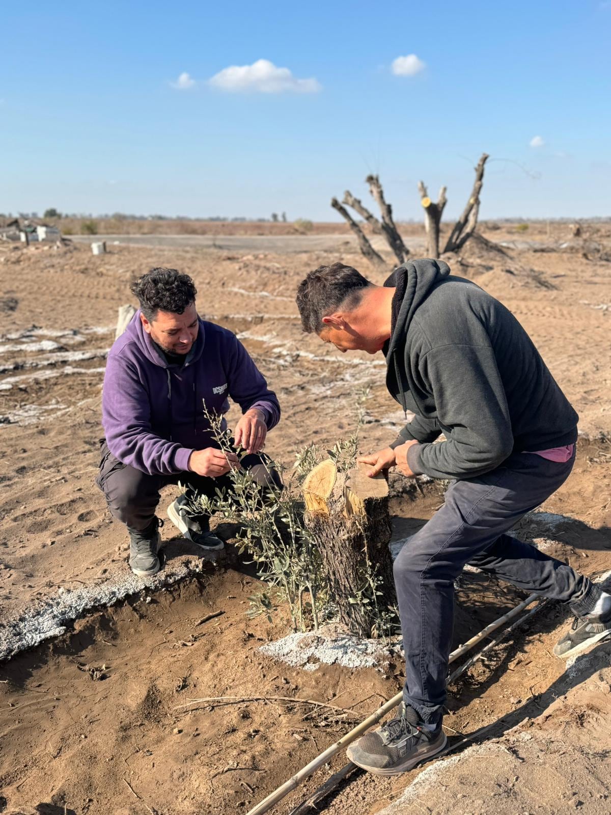 El proyecto es más amplio que el de un simple esfuerzo de conservación. Es una lucha, desde todos los puestos de la cadena de valor por mantener viva la identidad olivícola local.