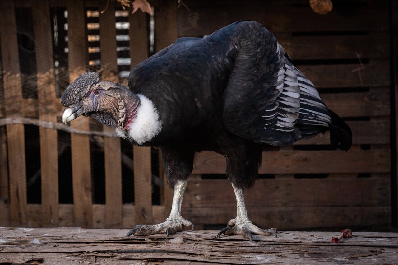 Historias de animales silvestres rescatados que son recuperados para ser liberados y otros que quedarán en cautiverio  
El cóndor Chewel fue traído desde Neuquén para ser operado de una fractura de un ala, no pudo recuperar la movilidad y ahora pasará sus días en cautivero. 

Foto: Ignacio Blanco / Los Andes  