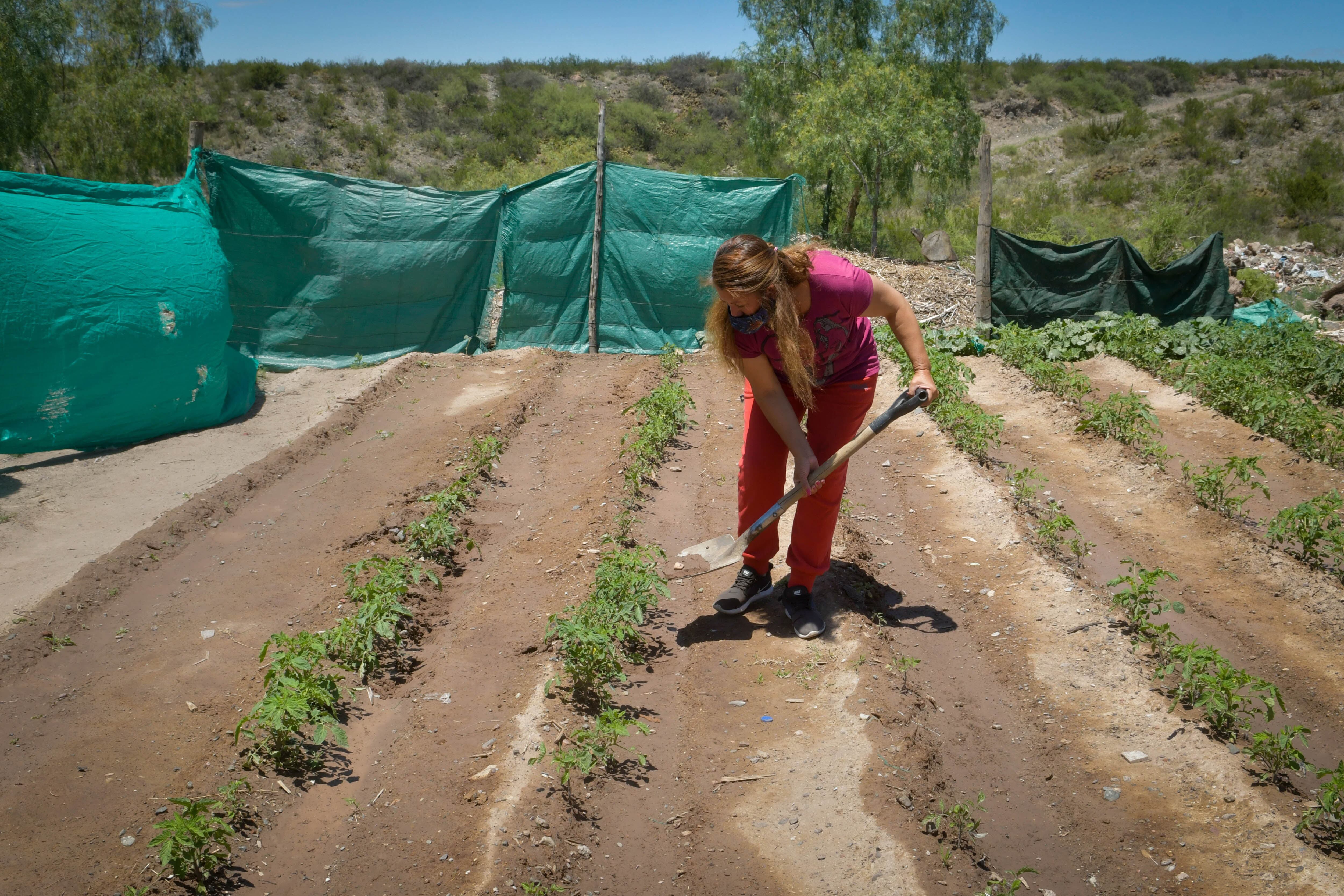 Lo cultivado es consumido por vecinos y también enviado al comedor.