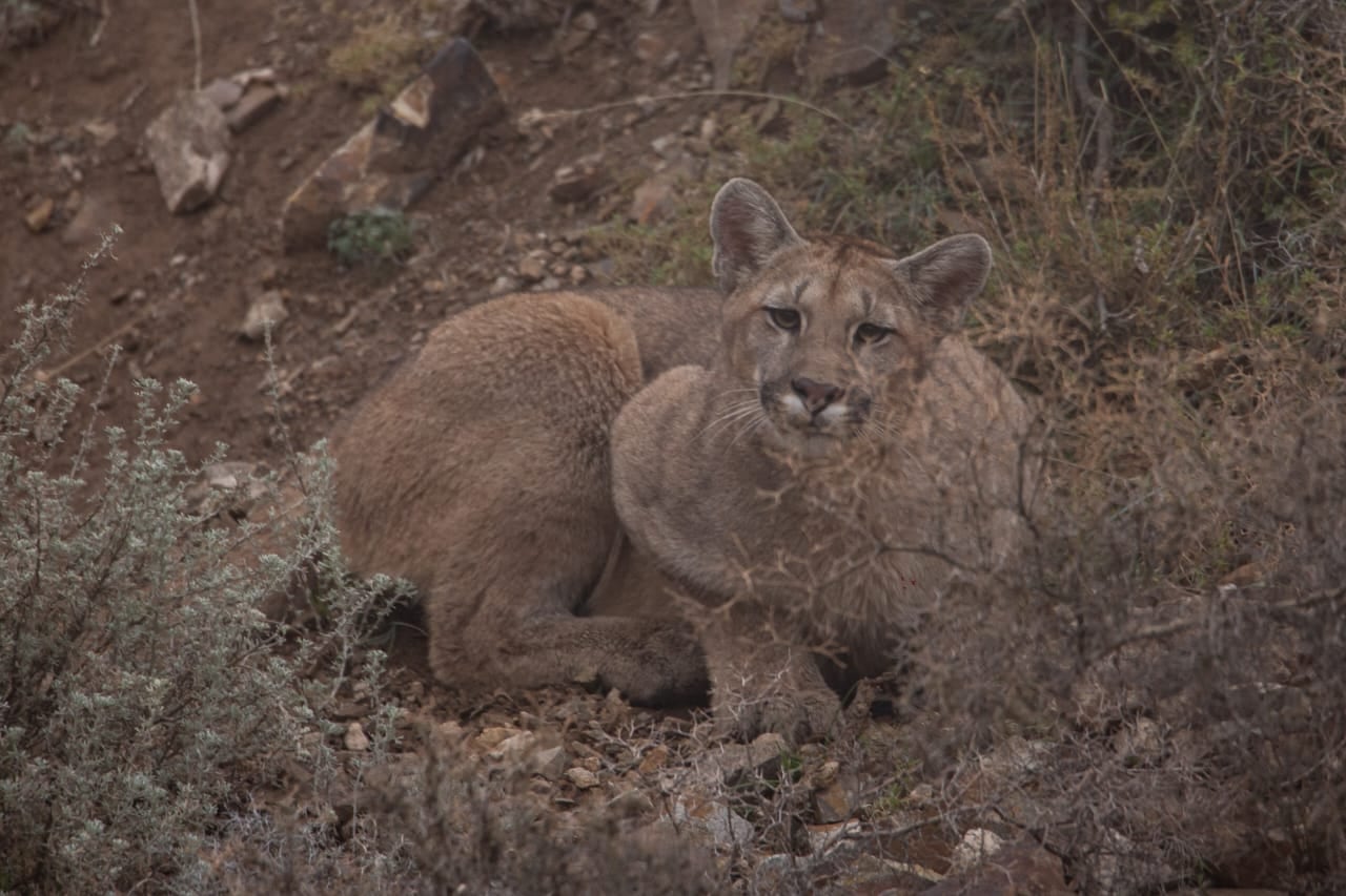 Las impactantes fotos de toda una familia de pumas en Villavicencio, tomadas hace un mes. Foto: Martín Pérez - Guardaparque Reserva Villavicencio