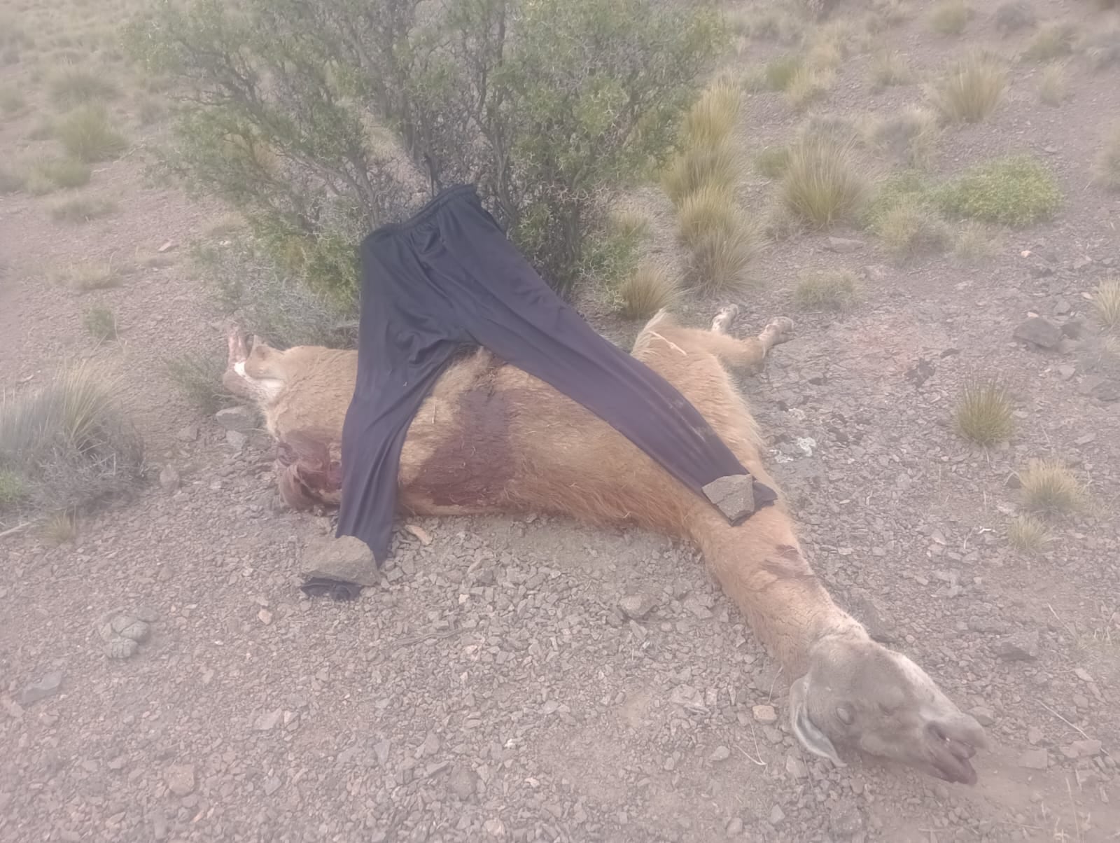 Guardaparques de Villavicencio detienen caza furtiva de guanacos en la reserva natural privada. Foto: Prensa Gob. de Mendoza