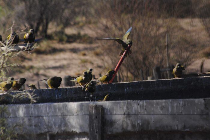 Especie de ave en peligro fue avistada en Mendoza gracias a las rampas en piletas para evitar ahogamientos. Foto: Departamento de Fauna Silvestre de Mendoza.