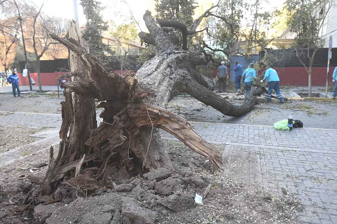 Un árbol cayó por el fuerte viento zonda en Mitre casi Rivadavia de Ciudad