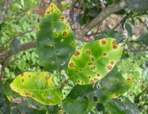 Usado bicarbonato podrás salvar tus plantas.