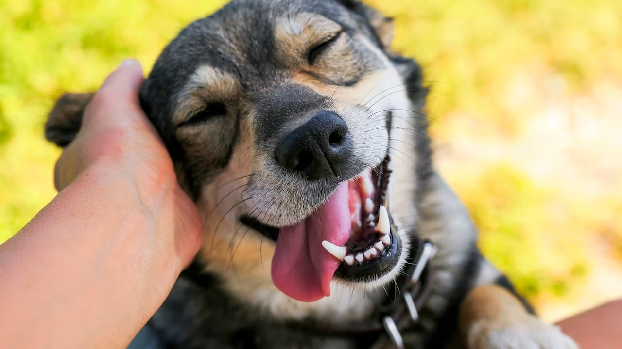 Cómo limpiar la cucha de tu perro.